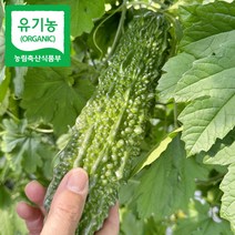 친환경농부 유기농 햇여주 10kg 생여주, 단품