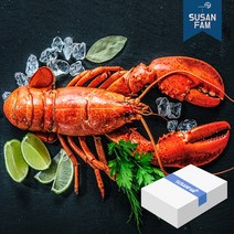 캐나다 프리미엄 자숙 랍스터 4.54kg 박스 바닷가재 랍스타 버터구이, 4.54kg 450-550사이즈 박스