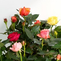 미니 장미 묘목 모종 사계장미 마이플랜트, 소형(색상랜덤)