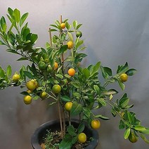 낑깡나무(유주)(결실주분)묘목/b1377