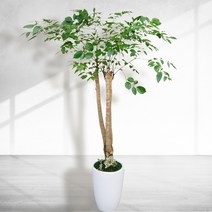 녹보수 [개업화분 개업식 승진 축하 선물 인테리어 반려식물 키우기 번식 물주기 분갈이 3시간이내 배송]