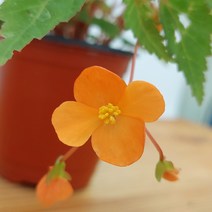 오!플랜트 (재입고)오렌지샤워베고니아(오샤베) 소품 구근베고니아 키우기쉬운식물, 1개