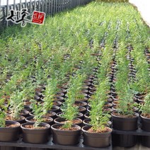 편백 나무 묘목 0.5m 120L 포트묘 정원 생울타리 가드닝, 편백 0.5m (120L포트)