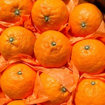 [산지직송] 제주 카라향 고당도 가정용 못난이 선물용, 선물용 5kg