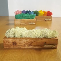 참죽나무원목스틱화분 스칸디아모스 인테리어소품 장식, 참죽나무스틱(대)색상1개선택