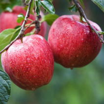 청송 사과 농부네 부부농장 꿀 사과 산지직송, 1박스, 08.사과 가정용 10kg 소과