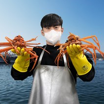대게포크 증정 [오픈씨마켓] 선주직송 살이 꽉찬 100% 국산 포항 구룡포 자숙 대게 수율보장 (명품/박달), 국산 명품대게(특대) 9 - 9.9cm 5마리