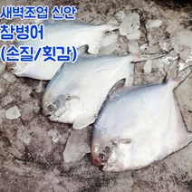 신안 당일바리 손질 병어 병어회 소 중 대, 선물포장_손질병어_대_1마리