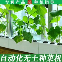 가정용 식물재배기 수경재배기 식물 재배기 무토재배설비 베란다수배채소재배상자가정종채신기수경작채소, 옵션04, 크다