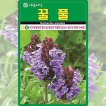 꿀풀 씨앗 꿀풀 씨 꽃 종자 1000립, 단품
