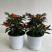옥천앵두 2개묶음 실내공기정화식물 반려식물 플랜테리어 온누리꽃농원, 2개