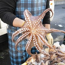 통영원 생물 돌문어1kg(1~5미내외), 단품