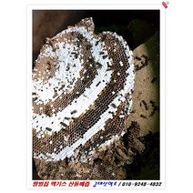 땅벌집 엑기스, 60개입 / 1포당 120ml / 7.3kg, 1개