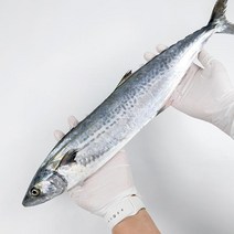 통영원 생물 손질삼치2kg(4~6미손질후1.5kg내외), 단품