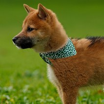 크레이티브펫 당초무늬스카프_오리지널(소), 55cm, 오리지널