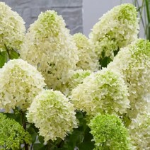 독일 수입 목수국 19cm 화분 3종 모음 택1 나무 수국 노지월동, 2.팬텀