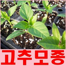고추모종20포기/PR계통/내병성 농사용명품고추모종