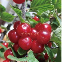 자연농원 앵두나무 화이트앵두 묘목 판매 최소구매2개, 빨간앵두 특묘