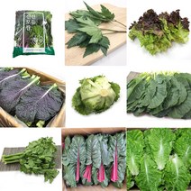 [특급] 쌈채소 소량야채 소량쌈채소 캠핑채소 2만원이상 로메인 꽃상추 치커리 쌈케일 외 17종, 적근대 200g