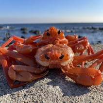 국내산 홍게 3kg 쿠팡 오픈 기념 자숙비 배송료 무료, 3kg (10~13미), 1박스