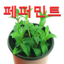 (성실농원A)페퍼민트 화분(소)2개 허브식물