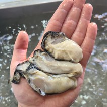 최상급 깐굴 생굴 통영 석화 하프셀 하프쉘 각 여수 삼배체 1kg, 2kg