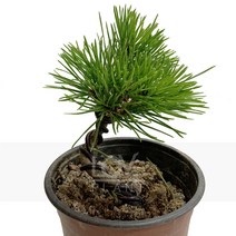 해송-분재/집에서키우는소품분재/가정용/소나무, 1개
