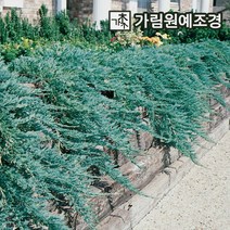블루매트 상록수 정원수 조경수 가림원예조경