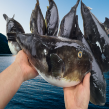 동해 손질 밀복 밀키트, 손질밀복 간편조리세트870g(3-4인분)