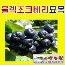 (NY소망)블렉초크베리(아로니아)묘목(실생3년) 4그루, 1개