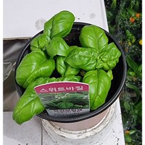허브 스위트바질