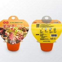 미니 꽃상추 키우기 유아 어린이 식물 자연 체험 관찰