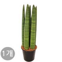 트리앤 1+1 굵은 스투키20cm/일반 스투키 25cm 30cm 40cm 50cm 본쉘스투키 알리스 스투키 특이식물, 06. (1개) 굵은스투키40cm6촉이상 1개