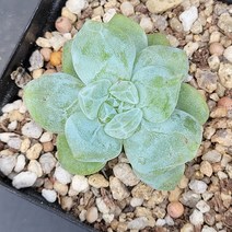 꽃다리 아이시그린금 62 다육금 다육식물 아이만배송