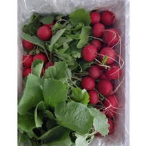 적환 레디쉬 가니시 레디쉬 방울무 빨간무 [원산지:국산], 1개, 1kg