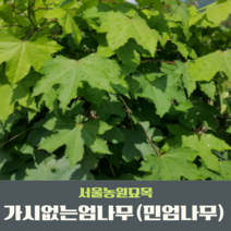 서울농원묘목/가시없는엄나무 민엄나무묘목 2년생 두릅나무 전국 식재가능 뿌리묘 특묘, 20~30cm