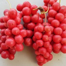 문경 산지출하 오미자 당절임 10kg/오미자 5kg + 설탕 5키로/23년햇