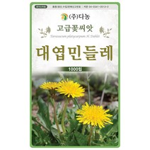 왜성겹 해바라기 50립 - 야생화 씨앗 꽃씨 씨 꽃씨앗 야생화씨앗 고급꽃씨 고급꽃씨앗 테디베어해바라기 만첩해바라기, 05_다농_대엽 민들레(1000립)