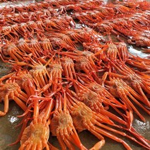 박달급 후포리 홍게 대게 자숙 4kg 홍게찜, 1개
