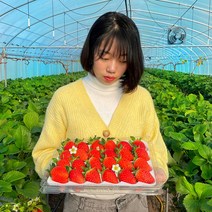 <선물용 1위> 쏘스윗 설향딸기, 1개, 특대 (24구 850g내외)” class=”wr-img”></a></div></p></div></p></div></p></div><div class=