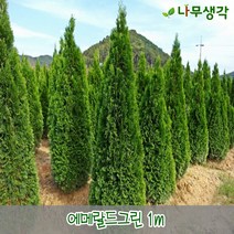 착한가격나무생각/에메랄드그린/1m, 1개