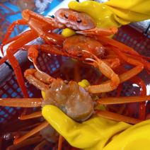 동해안 자숙 박달홍게 홍게 국물용 라면용홍게, 자숙 라면용 홍게 10미 1.5kg