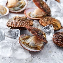 농가살리기 동해안 돌 가리비 자연산 산지직송 1kg, 자연산 돌가리비 1kg