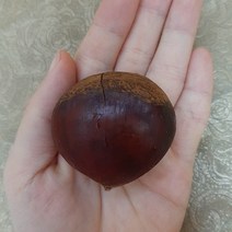 자연농원 왕밤나무 (알이 굵은 대왕밤) 묘목 최소구매2개, 왕밤특묘