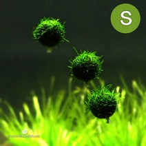 수초-벌룬 윌로모스(S)-떠오르는장식 어항 수족관 수중이끼, 없음