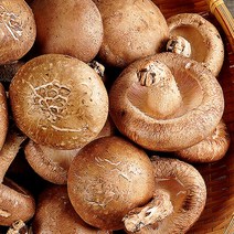 무농약 생 표고버섯 중품 1kg, 단품