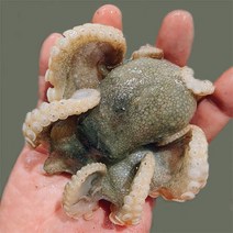 22년조업 국내산 활 쭈꾸미 1kg 20미내외 급냉, 1box