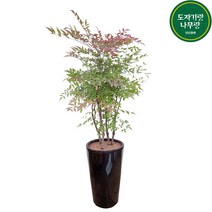 도자기랑나무랑 개업축하화분 대형인테리어 거실식물 배달 관엽 경조사화분, 1개, 남천나무 축하화분