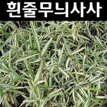 흰줄무늬사사 포트묘 나무 묘목 5개/정원/공원/조경수