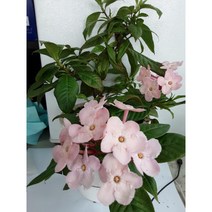 햅시바/꽃이 분홍으로 이뻐요